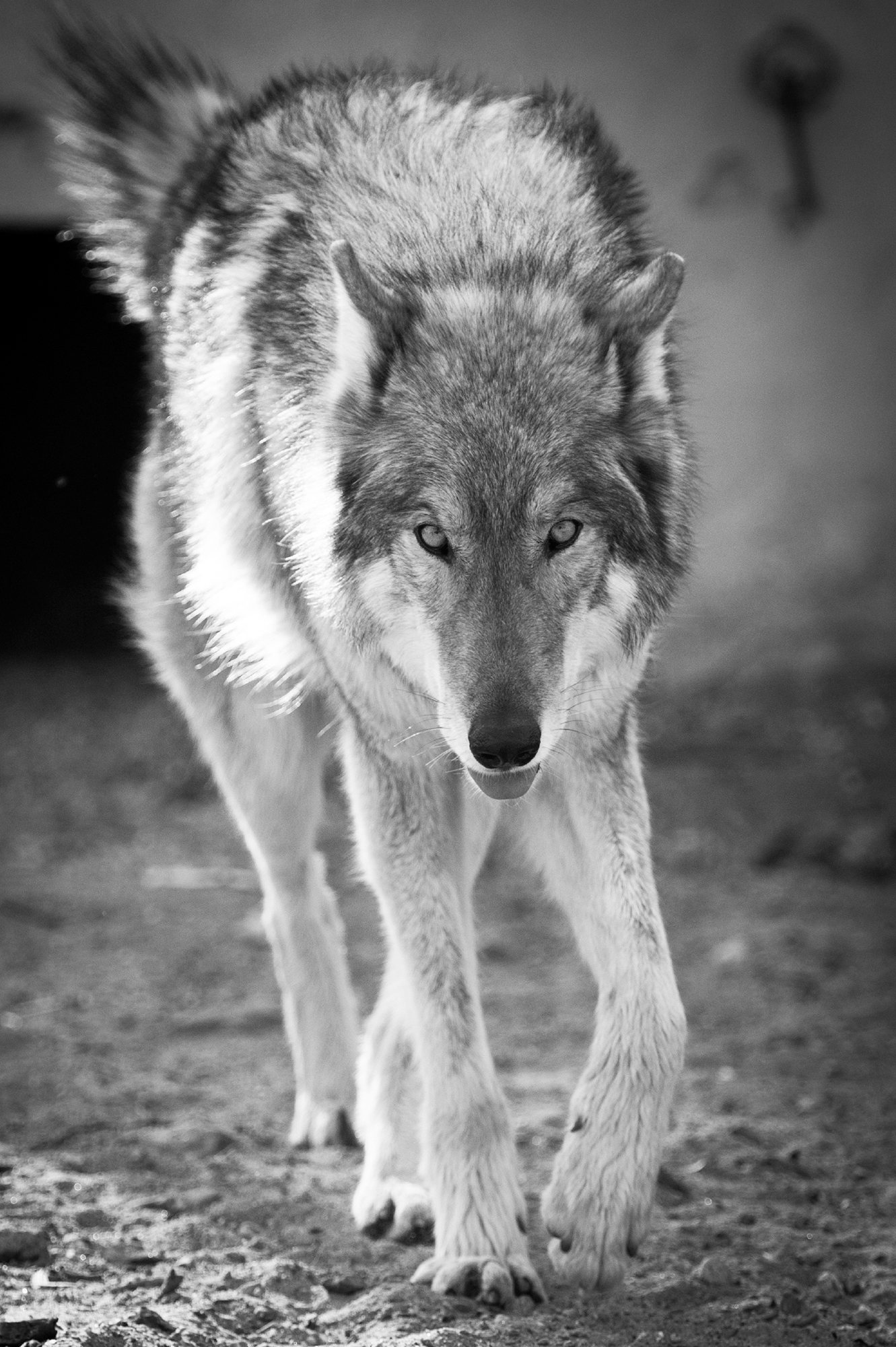 Neo approaching visitors during a program at Wolf Heart Ranch Photo by Chris - photo 5