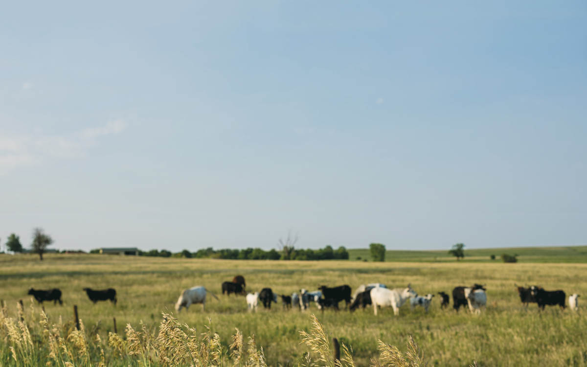 The Past and Promise of Pasture On too many farms the most productive - photo 6