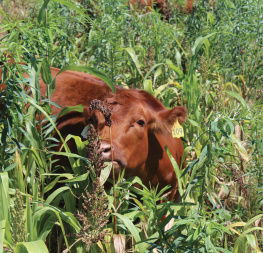 Dale Strickler - Managing Pasture: A Complete Guide to Building Healthy Pasture for Grass-Based Meat & Dairy Animals