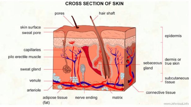 The foundation of the skin is the hypodermis containing fat cells blood - photo 3