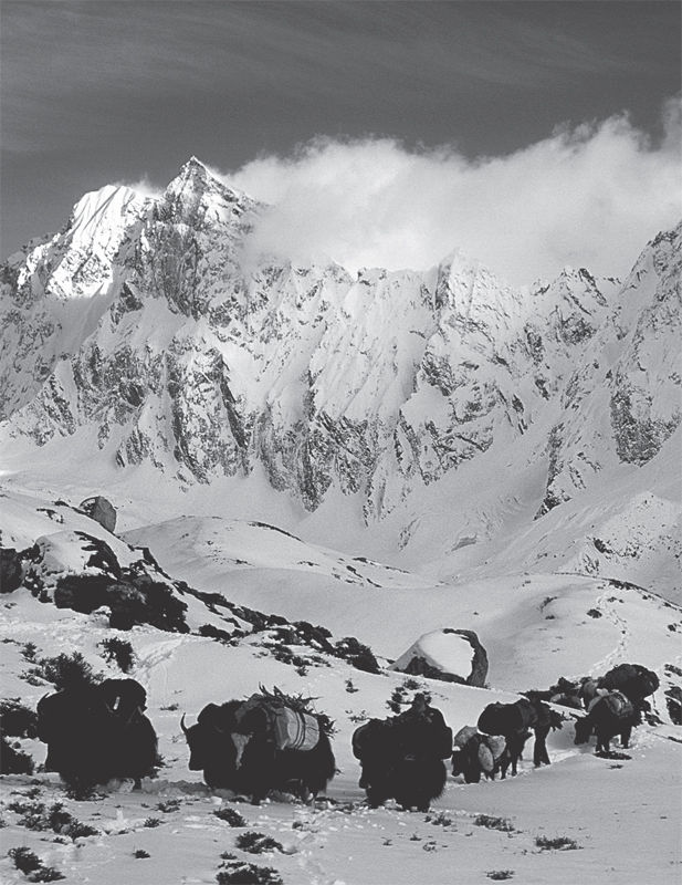 One of the authors yak caravans crossing Shao La Pass the place where the - photo 1