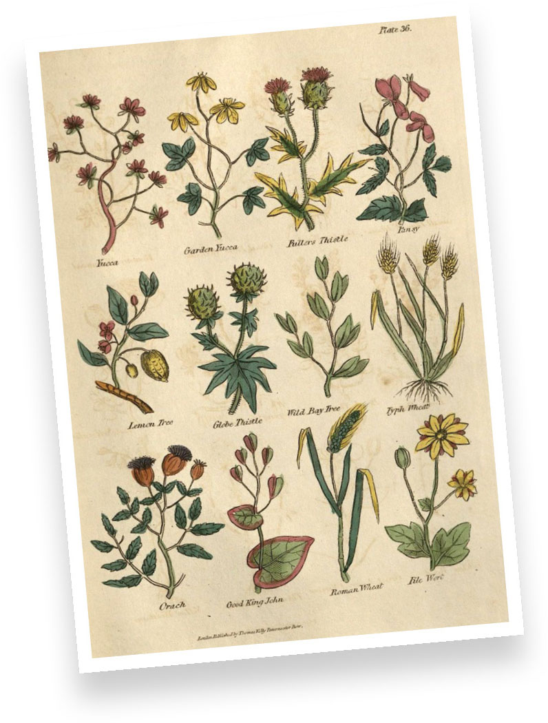 Hand-colored illustrations from Nicholas Culpepers Complete Herbal which was - photo 1