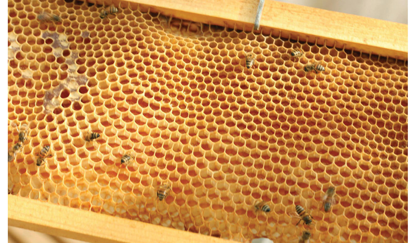 Beeswax is woven into my story It pleasantly scents my home gives me - photo 6