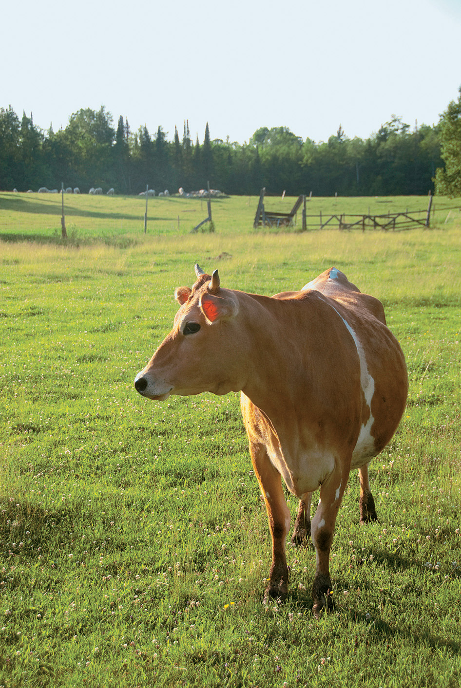 Daily chores with your milk cow can be a rewarding and relaxing start and end - photo 6