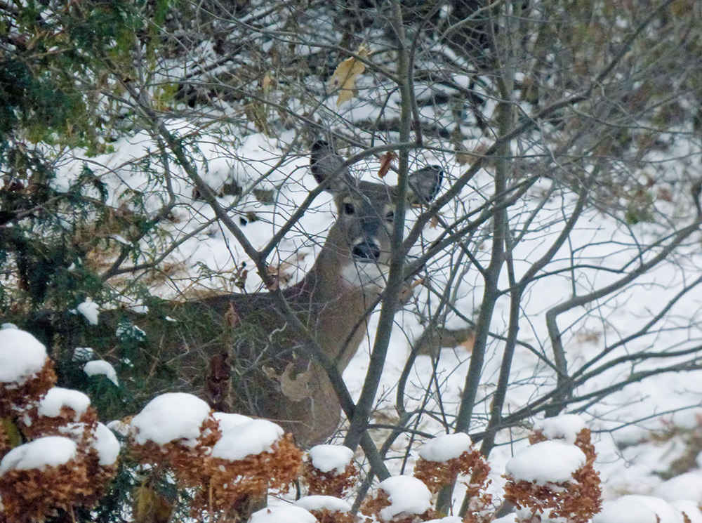 Jerky can also be easily made from wild game such as deer moose or elk Jim - photo 5