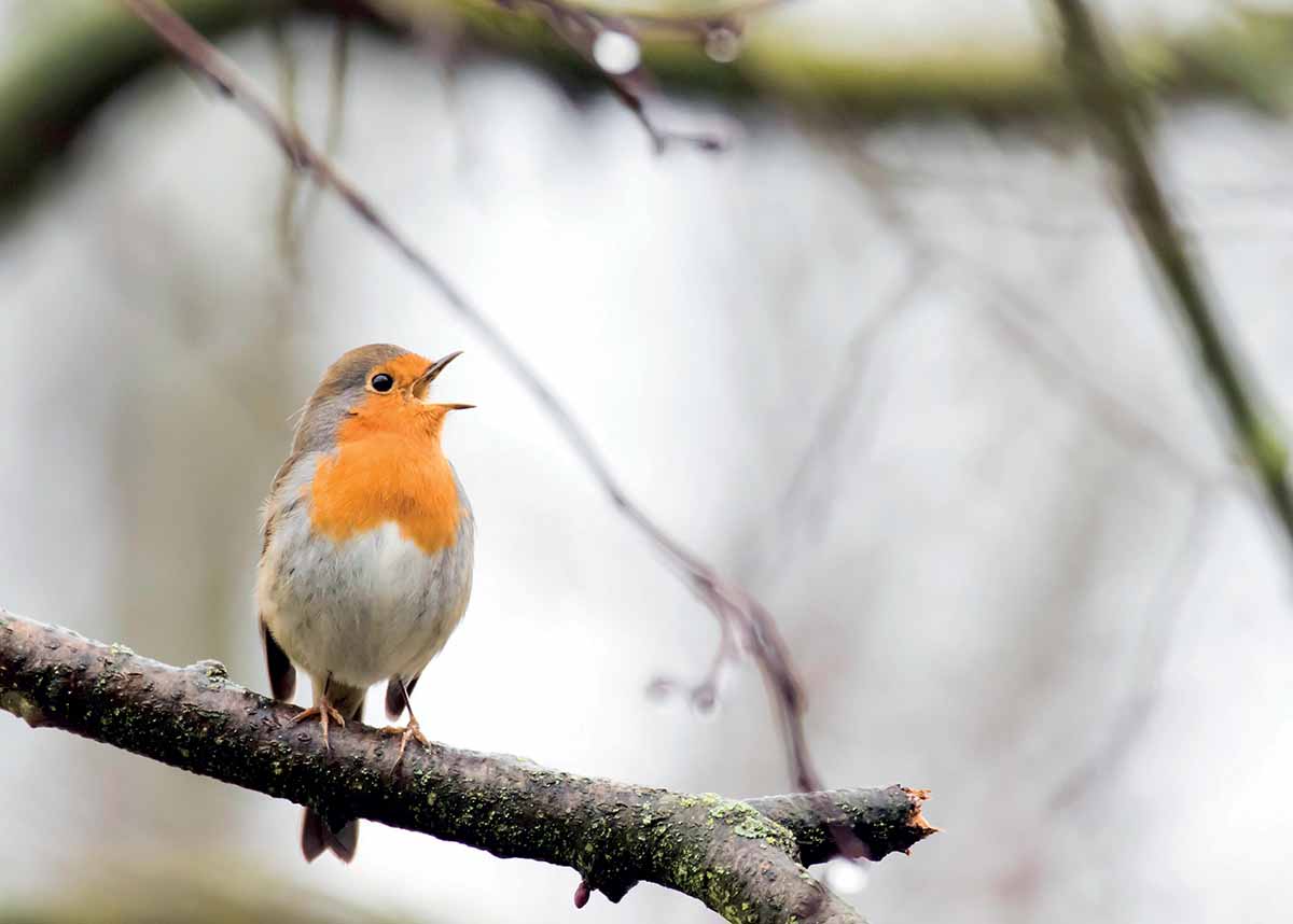 Introduction When I was a child my dad was the volunteer warden of a - photo 5