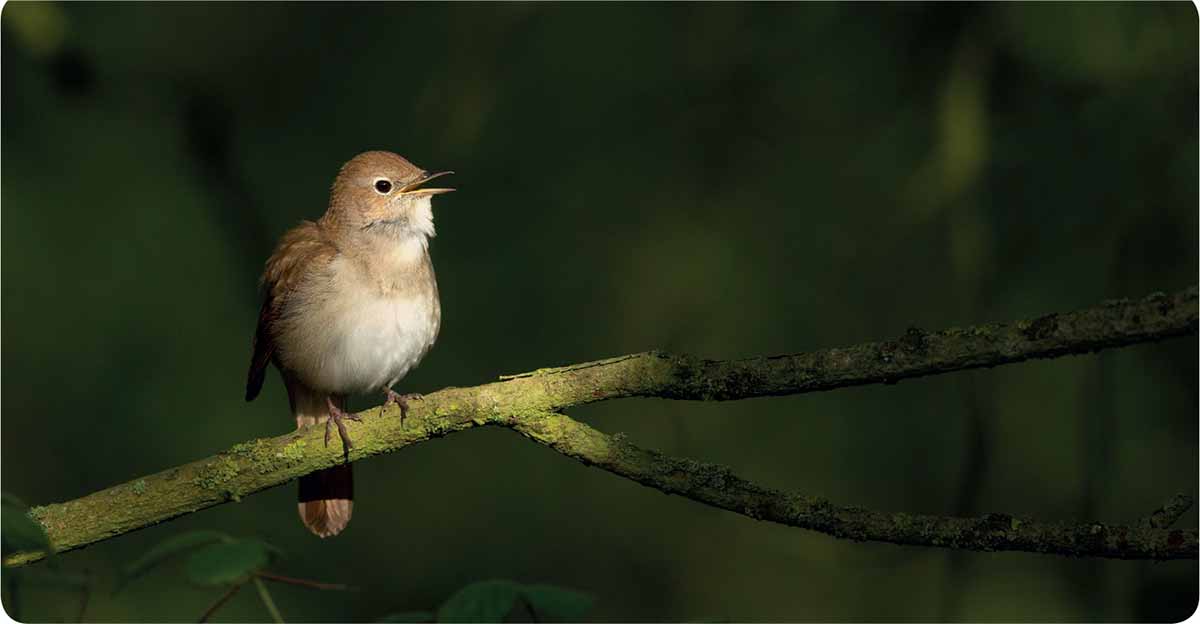 When I was a child my dad was the volunteer warden of a woodland nature - photo 6