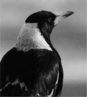 Australian Magpie Biology and Behaviour of an Unusual Songbird - image 1