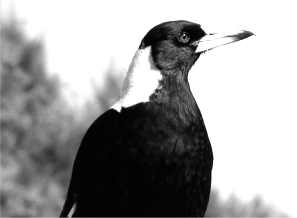 Magpies take an active interest in their environment and there is little that - photo 3