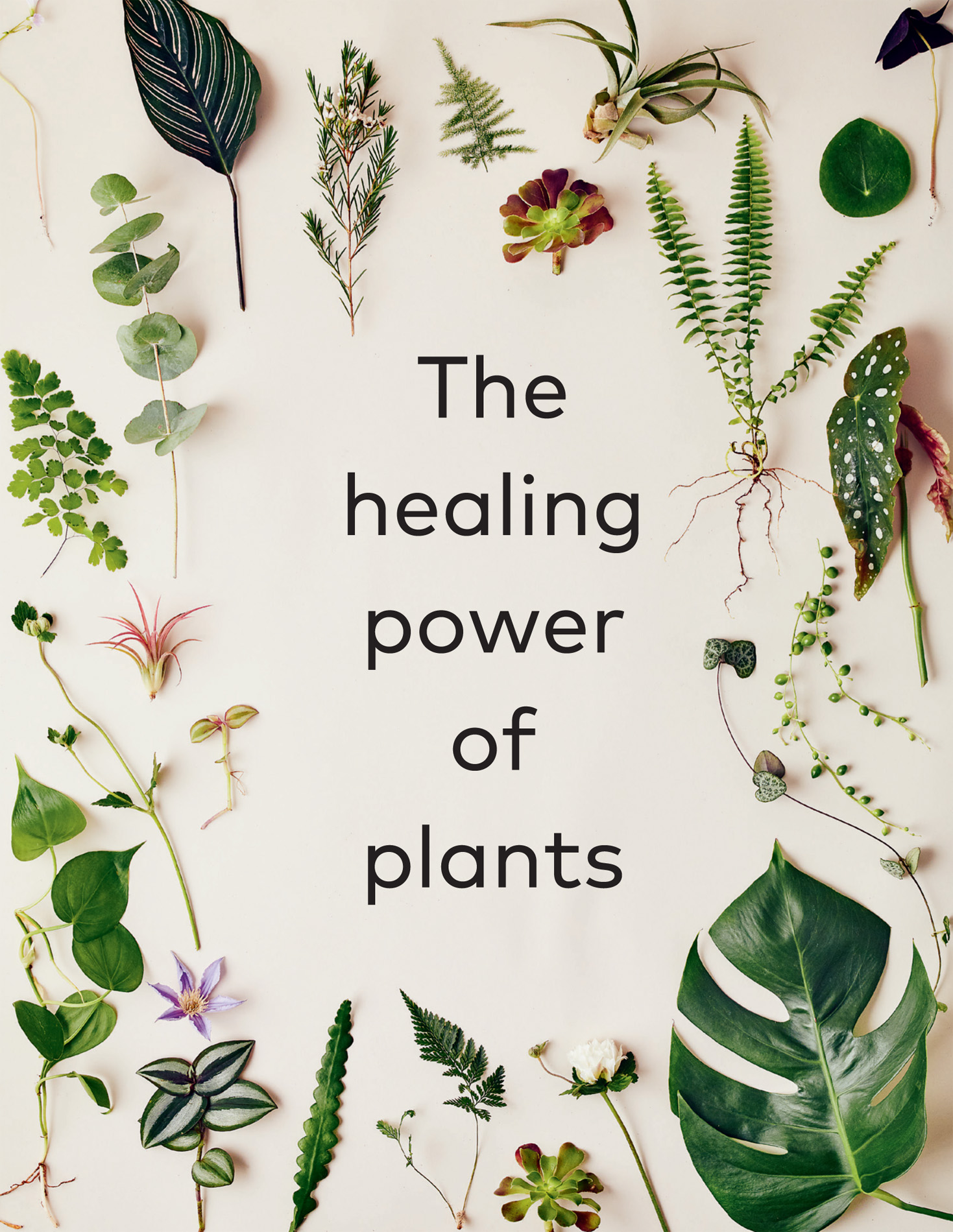 THE HEALING POWER OF PLANTS The hero house plants that will love you back FRAN - photo 1