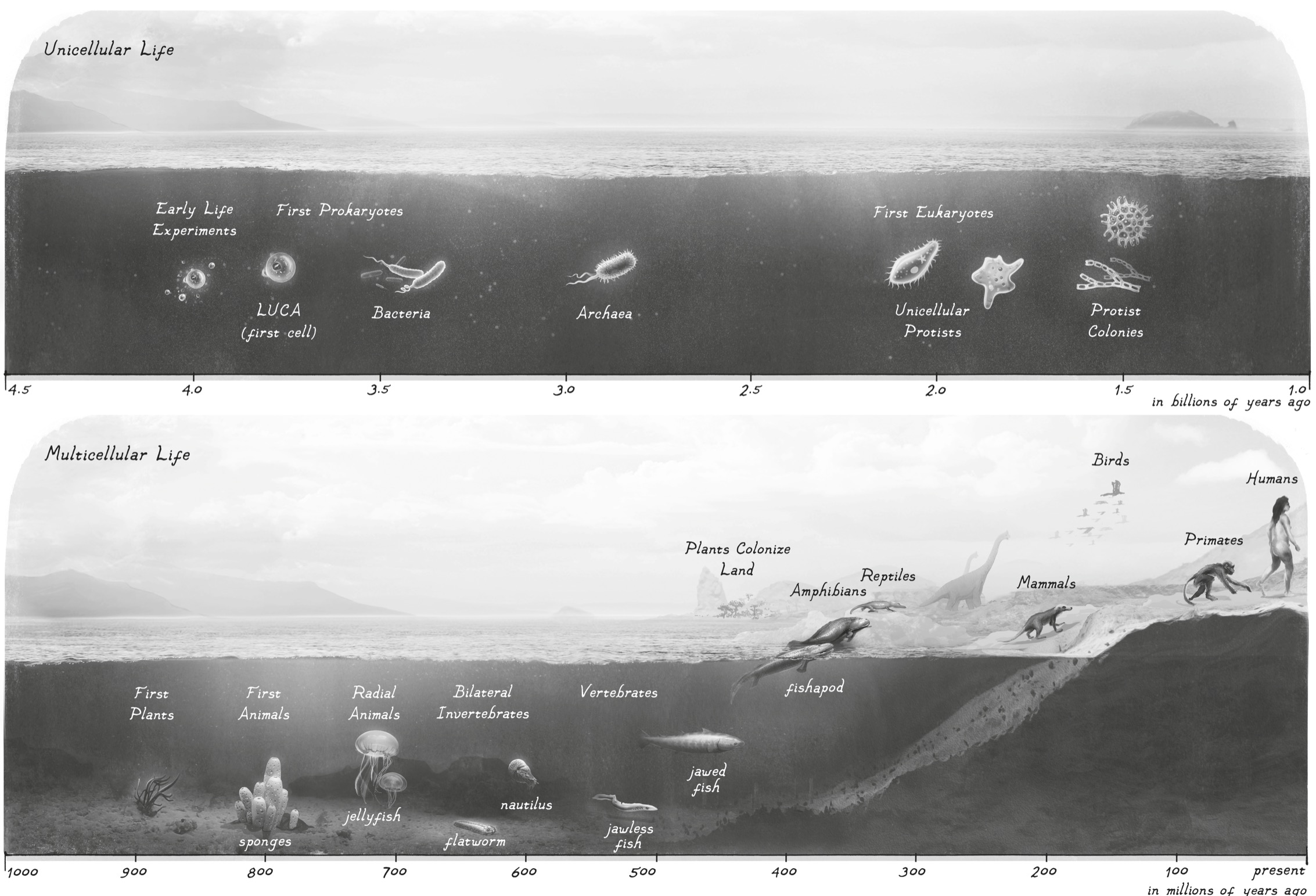 Frontispiece Some Key Events in the History of Life for more details on the - photo 3