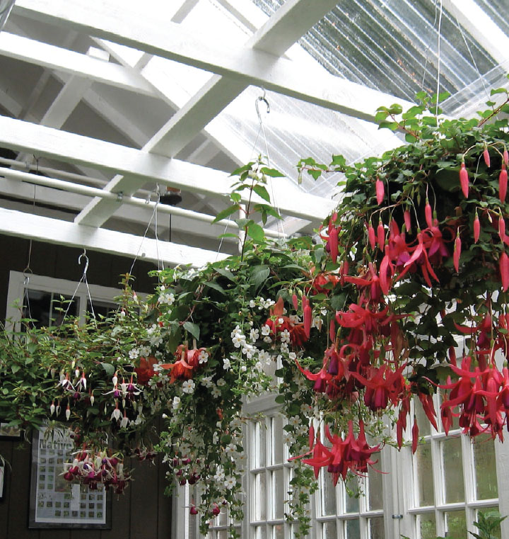 Baskets of fuchsias hanging from the rafters bring rich color to the home - photo 3