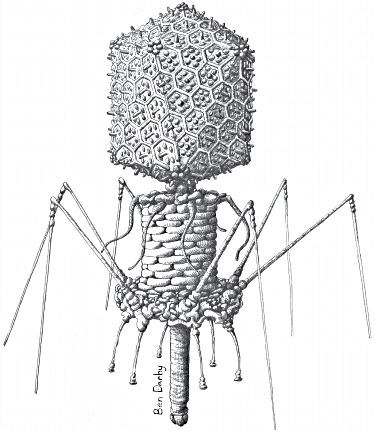 Drawing of a T4 myophage similar to several of the bacteriophages used to - photo 2