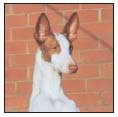 Explore the one-of-a-kind personality of the Ibizan Hound This stunning - photo 4