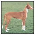 Learn the requirements of a well-bred Ibizan Hound by studying the description - photo 5