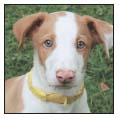 Find out about how to locate a well-bred Ibizan Hound puppy Discover which - photo 6