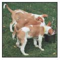 Cover the specifics of taking care of your Ibizan Hound every day feeding for - photo 7