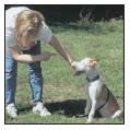 Begin with the basics of training the puppy and adult dog Learn the principles - photo 8