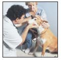 By Lowell Ackerman DVM DACVD Become your dogs healthcare advocate and a - photo 9