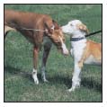 Analyze the canine mind to understand what makes your Ibizan Hound tick The - photo 11