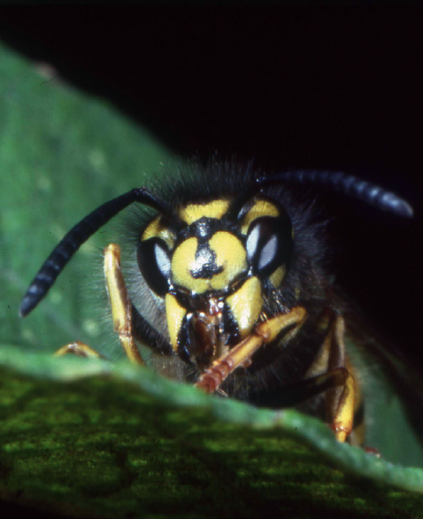 Introduction Fear and fascination in equal measure set wasps apart from other - photo 5