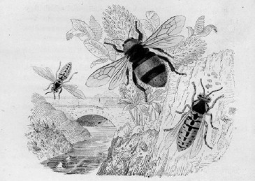Queen wasps depicted with a bumblebee all going about their charming routine - photo 6