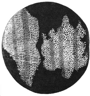 Robert Hookes sketch of cells in cork as seen in the microscope The popular - photo 3