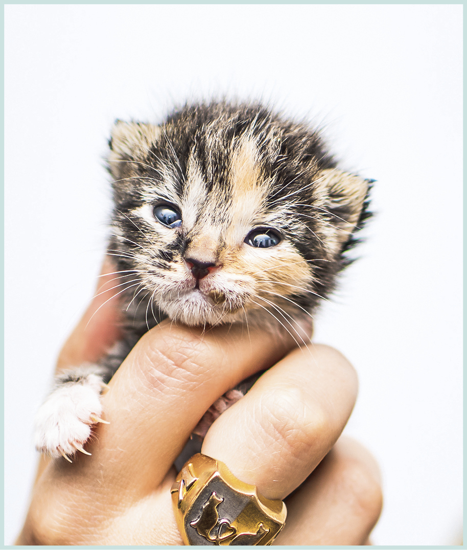 THE UNADOPTABLES For decades millions of cats were being euthanized each - photo 8