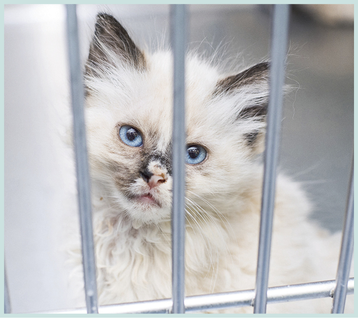 For decades millions of cats were being euthanized each year Ill never forget - photo 9