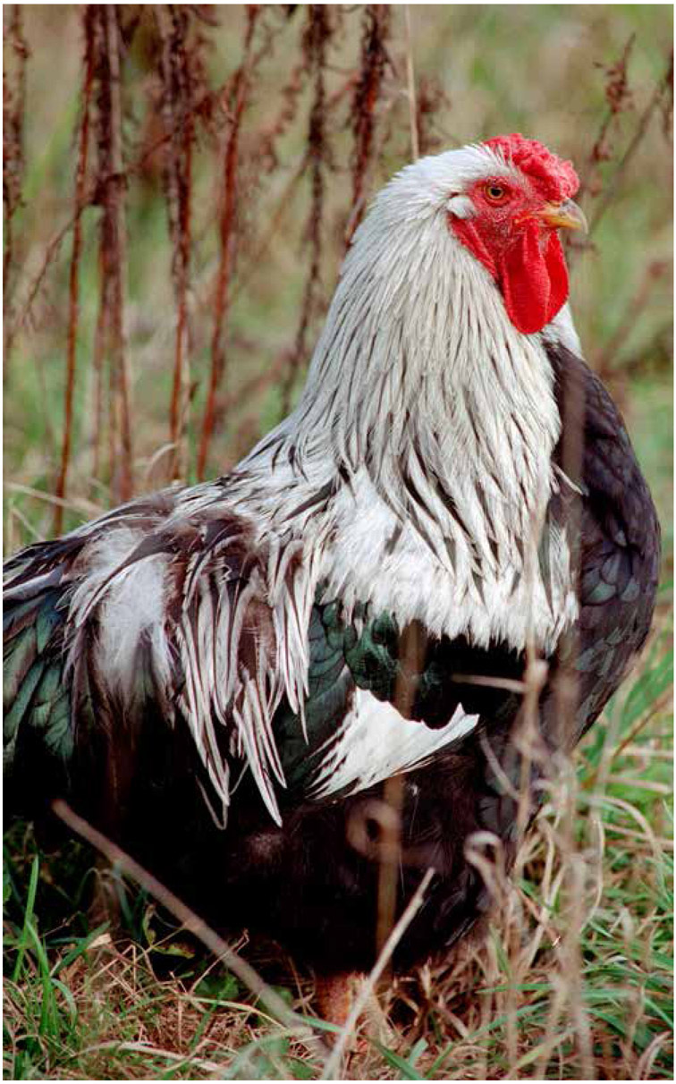 Carrie Maynards Silver-Pencilled Wyandotte rooster is considered to be a rare - photo 9