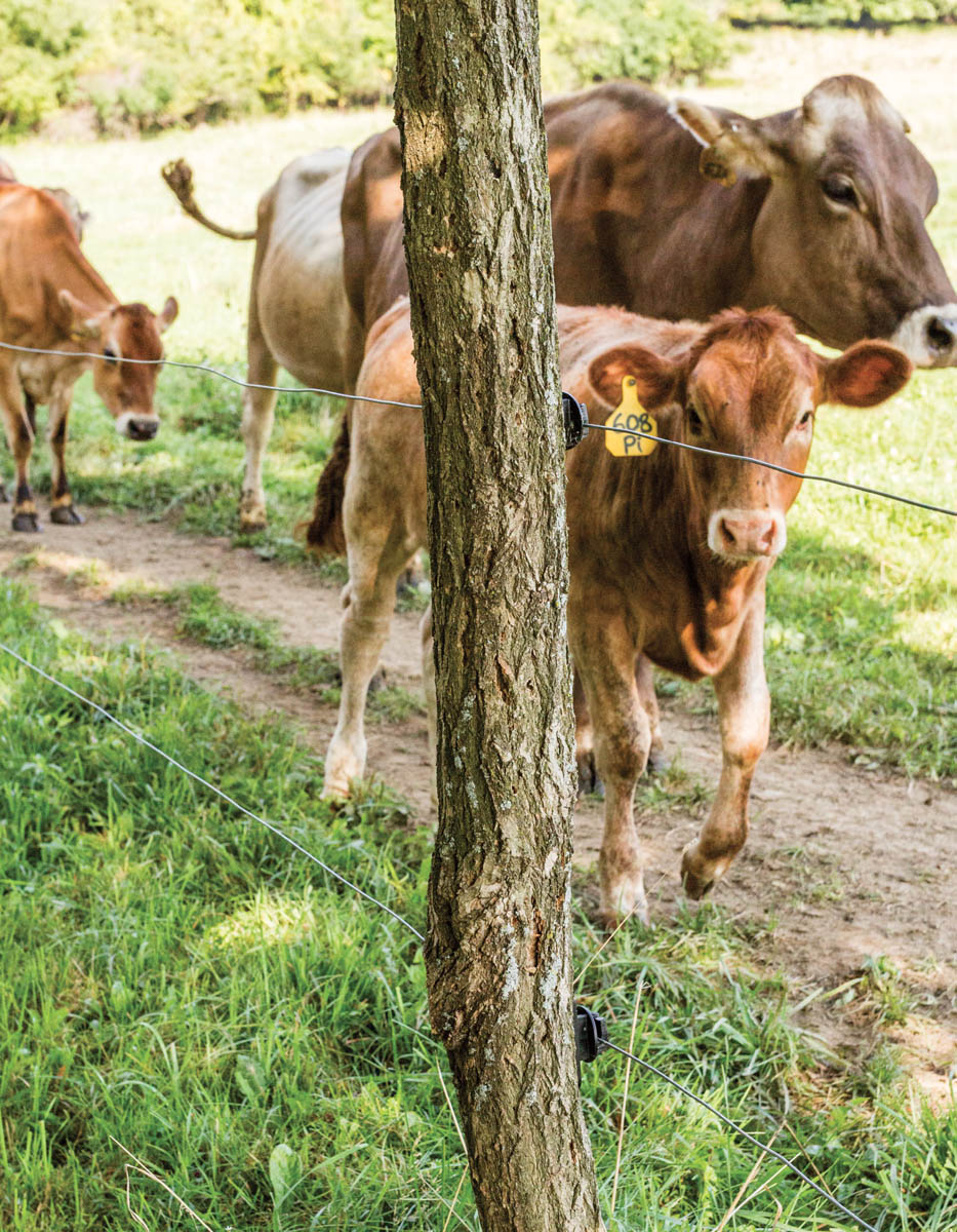 Modern electric fencing is one of the most versatile and cost-effective tools - photo 3