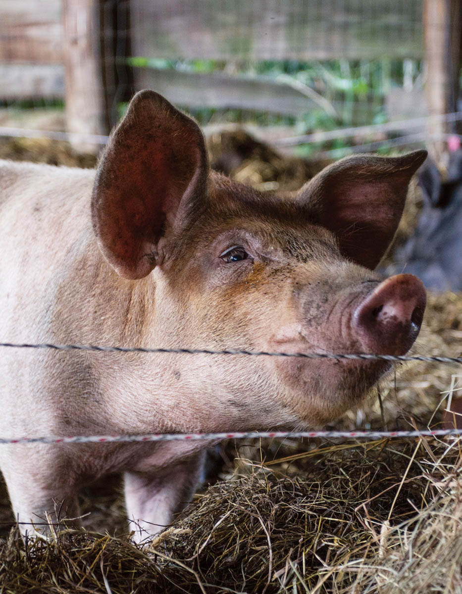 The animal is the switch that completes the current in an electric fence - photo 6