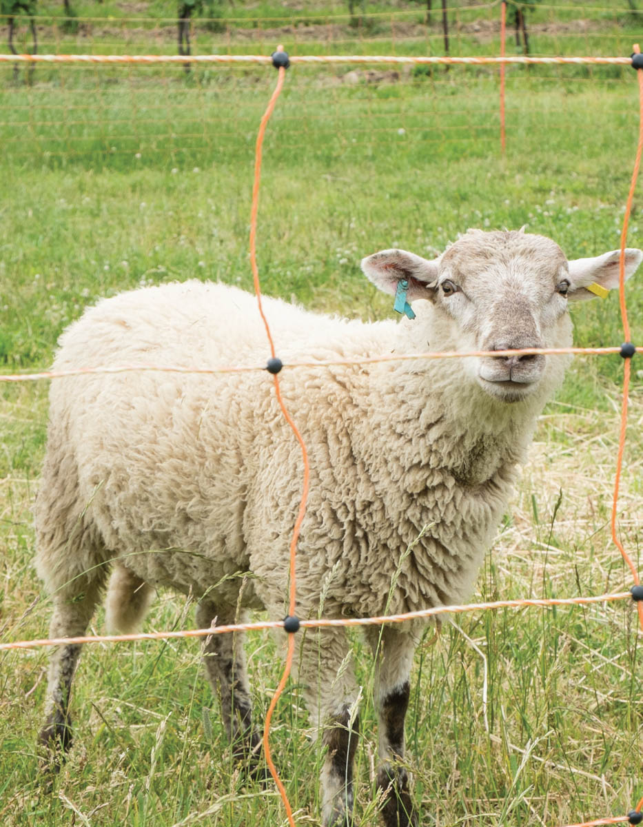 Electric net fencing is the portable fence of choice for sheep goats and - photo 4