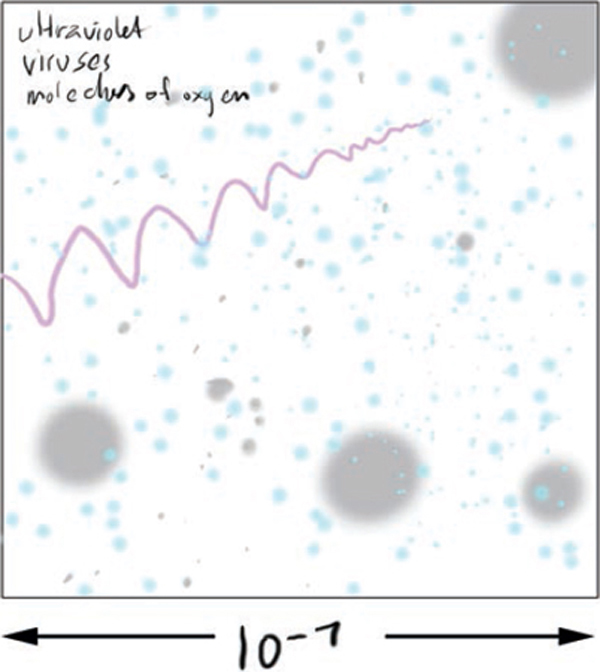 14 m Maximum length of filamentous Ebola virus about 80 nm wide 2 m - photo 6