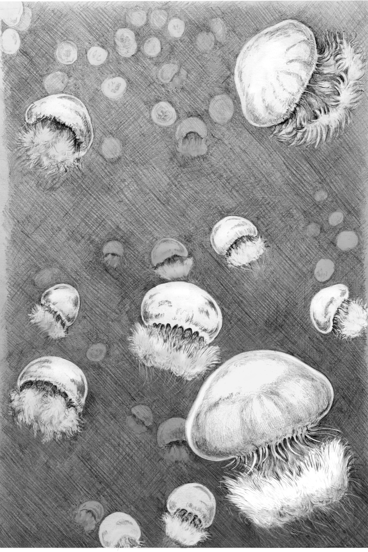 Spineless the science of jellyfish and the art of growing a backbone - image 2