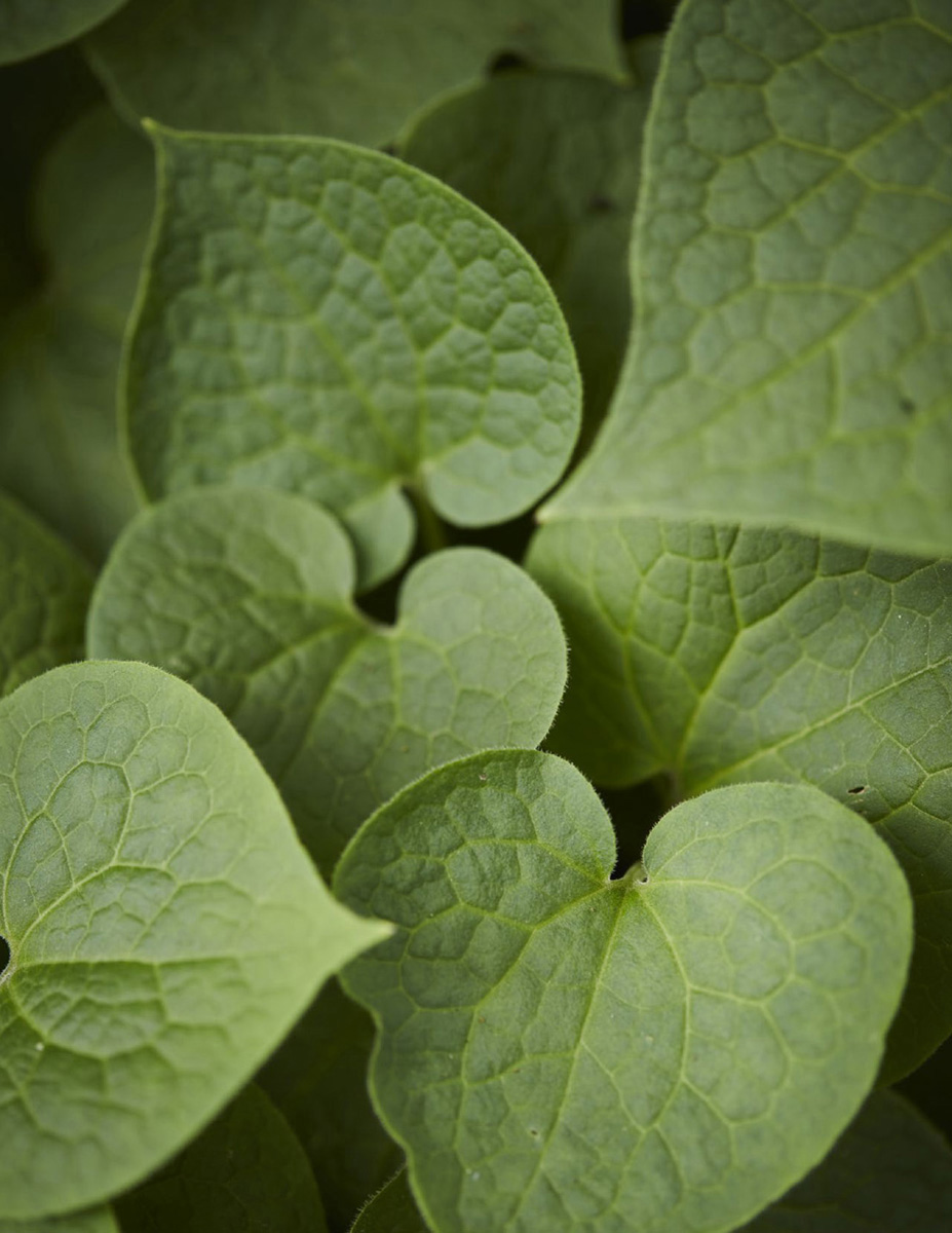 The leaves of upright wild ginger Saruma henryi are textured and shaped like - photo 2