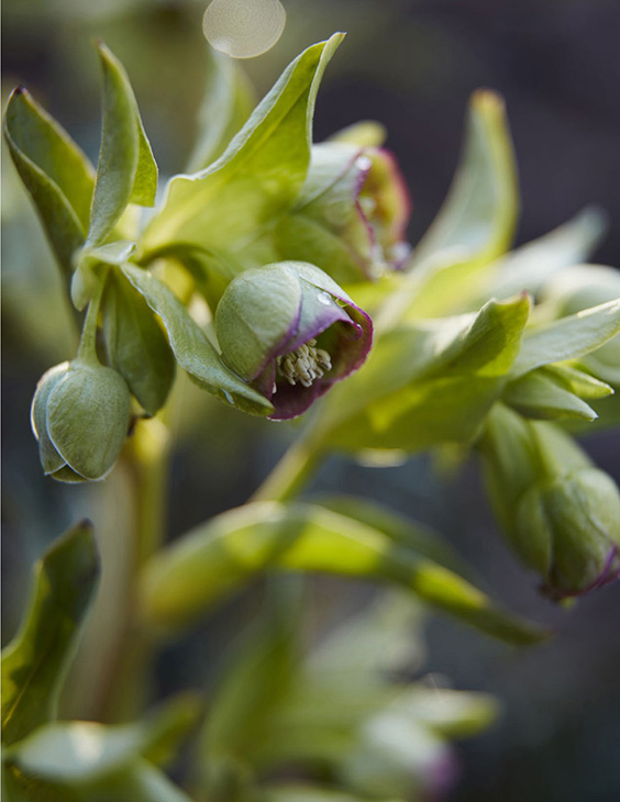 Stinking hellebore Helleborus foetidus brings flowers to the Wild Garden late - photo 3