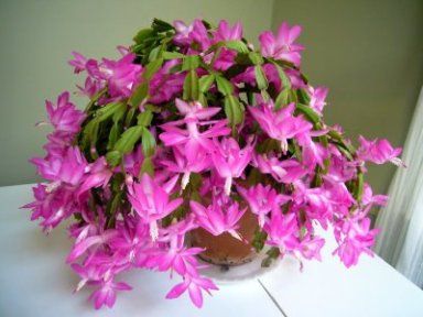 Christmas Cactus blooms all winter long so it will brighten up your home on a - photo 2