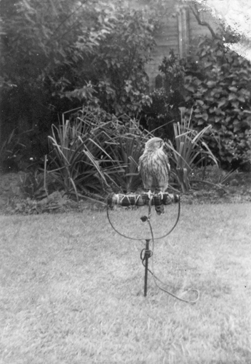 No Way But Gentlenesse A memoir of how Kes my kestrel changed my life - photo 1