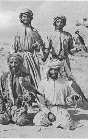 11 Zayids falconers 12 A camel from the Batina 13 A Kuwaiti boom - photo 11