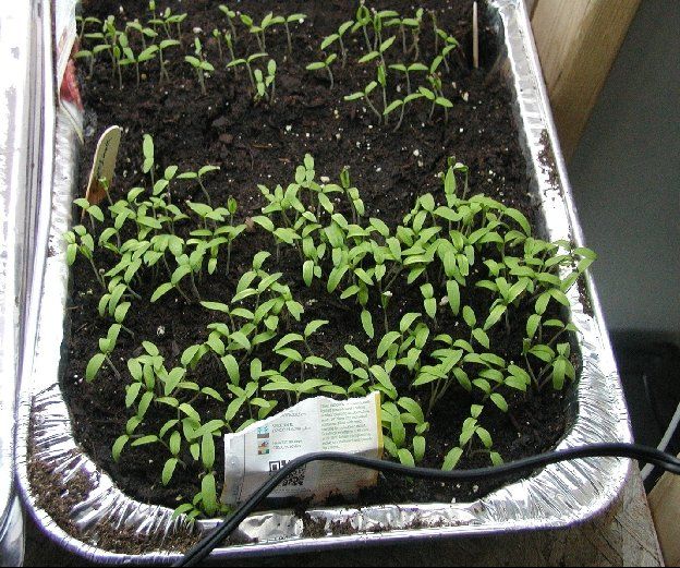 My Style Of Bedding Plants When To Start Your Seeds You need to determine - photo 3