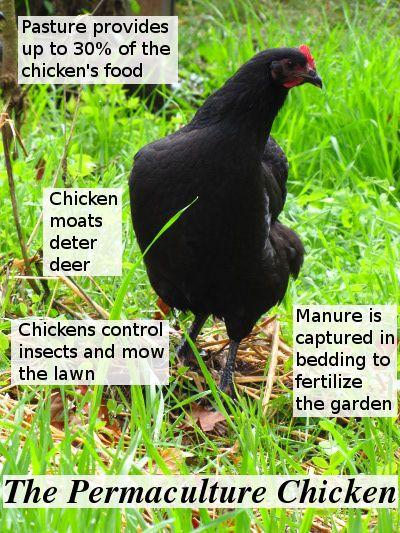 This book is the first in the Permaculture Chicken series which is devoted to - photo 15