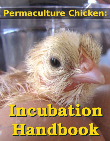 Permaculture Chicken Incubation Handbook Volume 1 of The Permaculture - photo 1