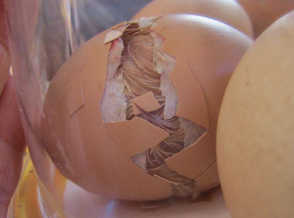 The egg begins to roll against its neighbors from the force of the chicks - photo 9