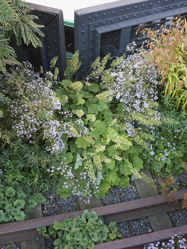 Heart-leaved aster Aster cordifolius hairy alumroot Heuchera macrorhiza - photo 6