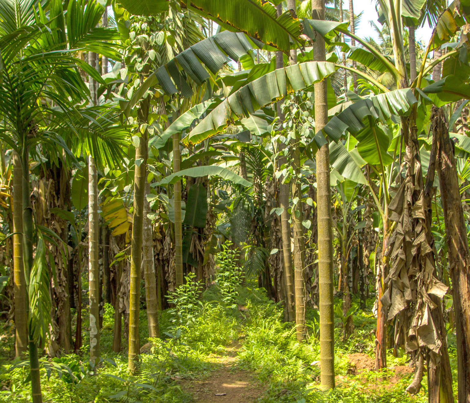 Tropical Spice Plantation grows a wide variety of spices and fruits Spices - photo 5