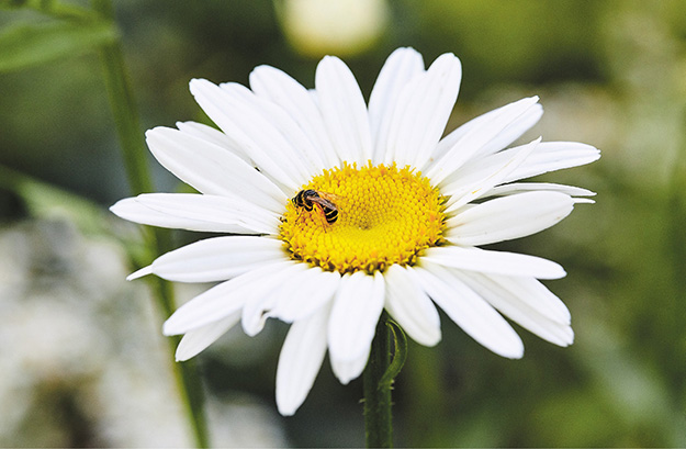 A daisy in Emily Dickinsons garden Answer July Where is the Bee Where is - photo 10