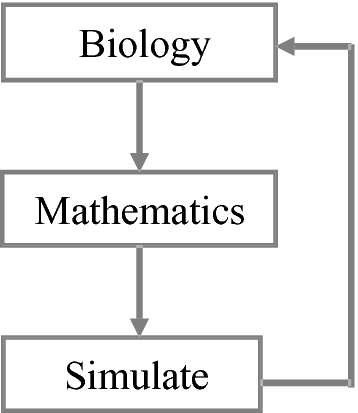 Fig 12 The cyclical nature of computational systems biology The contribution - photo 4