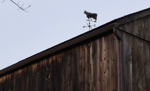 In a westerly wind the cows face on my weather vane points to the west I have - photo 9