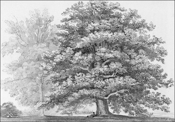 Quercus hindsii California white oak Collection of William Bryant Logan It - photo 4